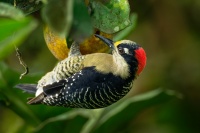 Datel cernolici - Melanerpes pucherani - Black-cheeked Woodpecker o2378